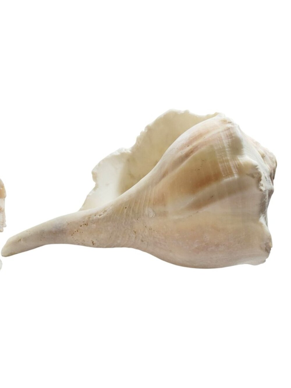 Pair of Vintage Conch Shells Beach House Decor 7.5" or Crafters Seashells - Picture 7 of 14